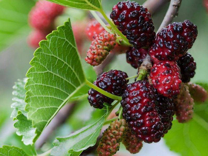 Шелковица купить саженцы из питомнике в Арсеньеве