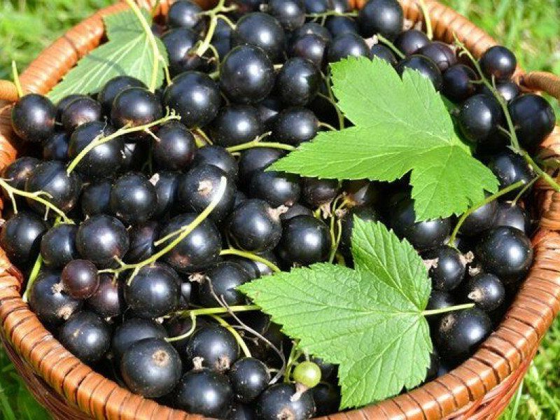 Смородина купить саженцы из питомника в Арсеньеве