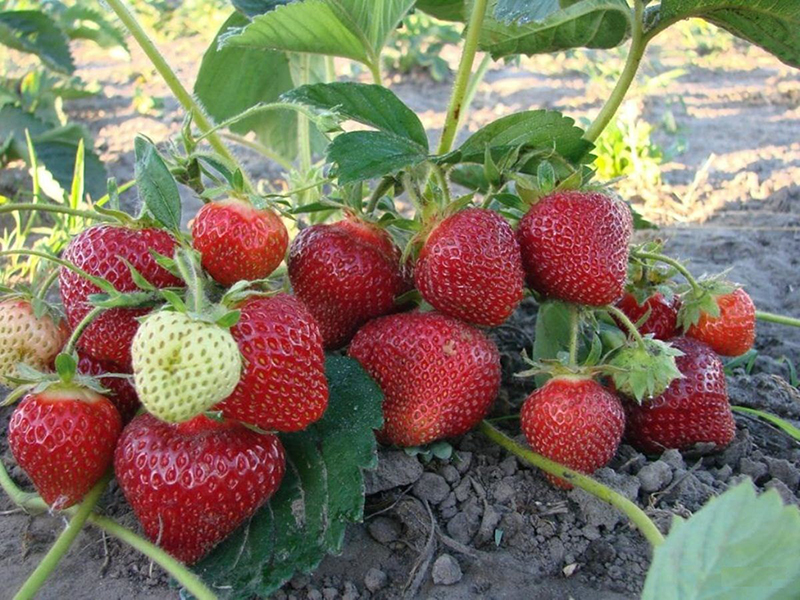 Клубника купить саженцы из питомника в Арсеньеве
