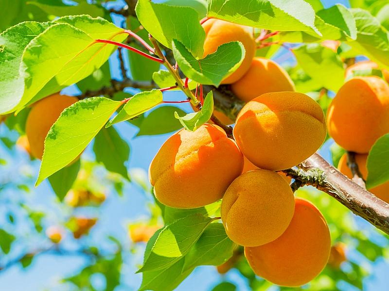 Абрикос купить саженцы из питомнике в Арсеньеве