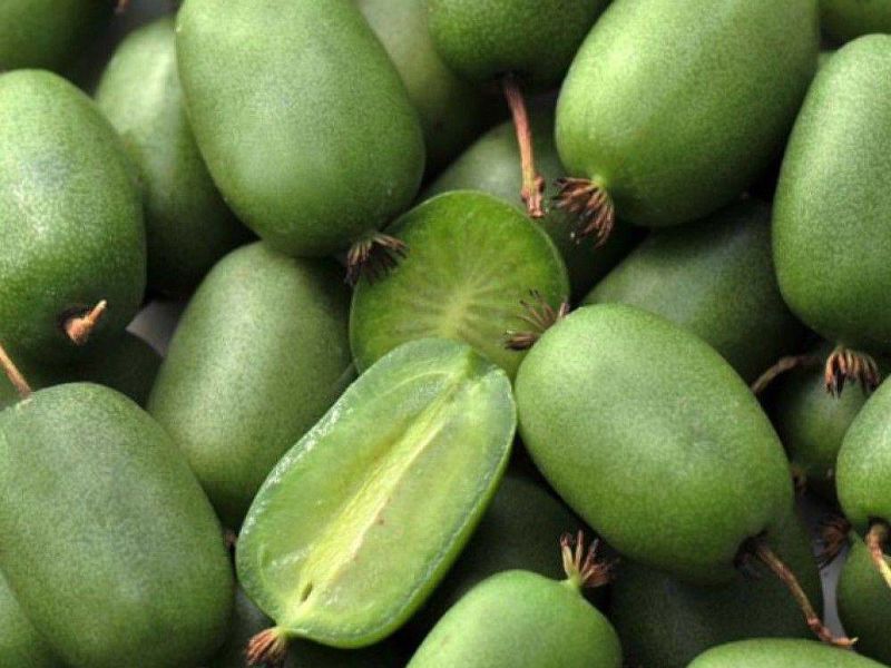 Актинидия купить саженцы из питомнике в Арсеньеве