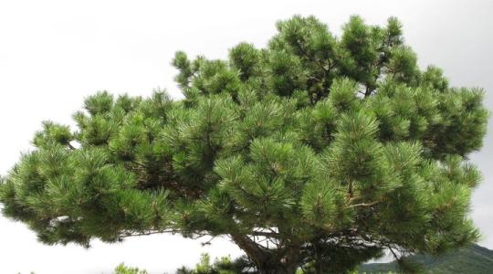 Сосна Крымская (стакан 0,6)