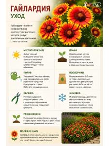 Гайлардия Бургунди многолетние цветы саженец 1 шт Бургунди
