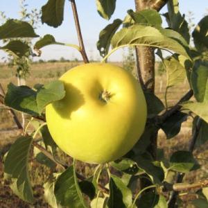 Яблоня "БОГЕМИЯ ГОЛД"